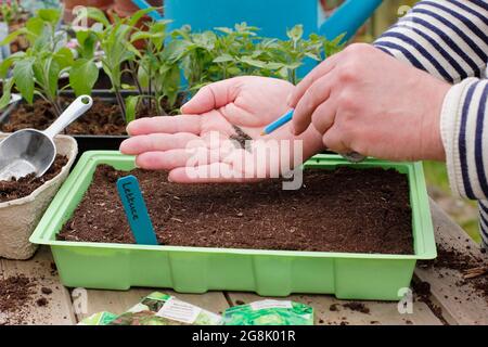 Salat säen - Lactuca sativa. Salatsamen in einer Schale absetzen, bevor die Setzlinge verpflanzt werden. Stockfoto