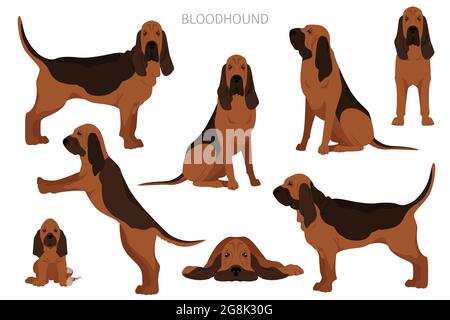 Bloodhound Clipart. Verschiedene Fellfarben und Posen eingestellt. Vektorgrafik Stock Vektor