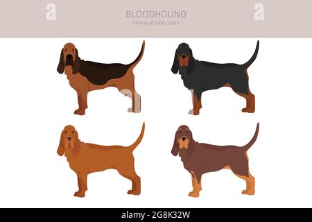 Bloodhound Clipart. Verschiedene Fellfarben und Posen eingestellt. Vektorgrafik Stock Vektor