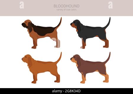 Bloodhound Clipart. Verschiedene Fellfarben und Posen eingestellt. Vektorgrafik Stock Vektor