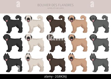 Bouvier des Flandres Clipart. Verschiedene Fellfarben und Posen eingestellt. Vektorgrafik Stock Vektor