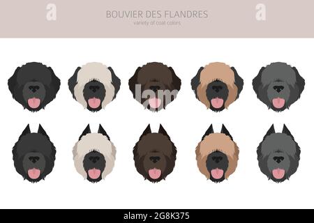 Bouvier des Flandres Clipart. Verschiedene Fellfarben und Posen eingestellt. Vektorgrafik Stock Vektor