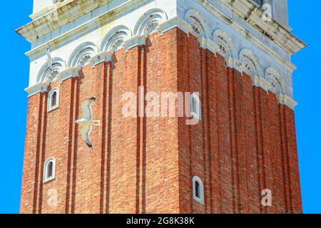 Möwe fliegt auf dem San Marco Glockenturm auf dem San Marco Platz in Venedig mit der Markusbasilika der venezianischen Stadt Italien. Gegen blauen Himmel. Stockfoto