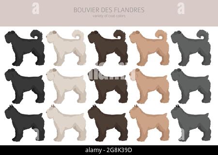 Bouvier des Flandres Clipart. Verschiedene Fellfarben und Posen eingestellt. Vektorgrafik Stock Vektor