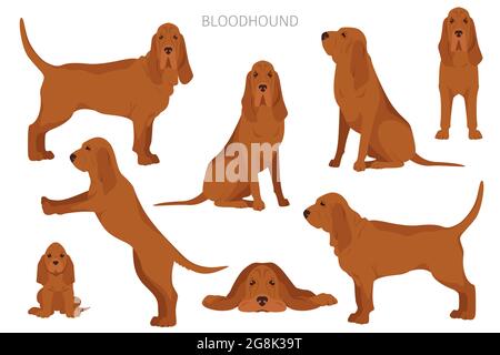 Bloodhound Clipart. Verschiedene Fellfarben und Posen eingestellt. Vektorgrafik Stock Vektor