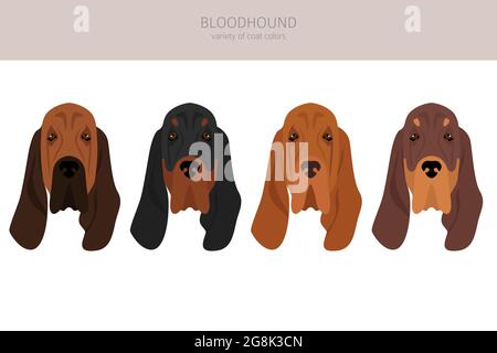 Bloodhound Clipart. Verschiedene Fellfarben und Posen eingestellt. Vektorgrafik Stock Vektor