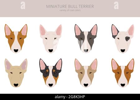 Miniatur-Cliparts für Bullterrier. Verschiedene Posen, Fellfarben eingestellt. Vektorgrafik Stock Vektor