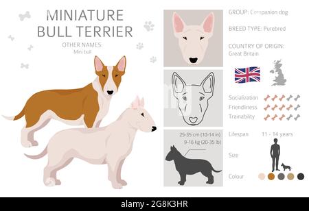 Miniatur-Cliparts für Bullterrier. Verschiedene Posen, Fellfarben eingestellt. Vektorgrafik Stock Vektor