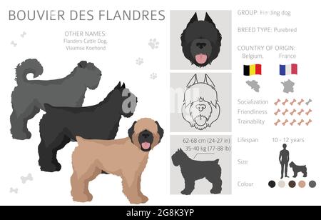 Bouvier des Flandres Clipart. Verschiedene Fellfarben und Posen eingestellt. Vektorgrafik Stock Vektor