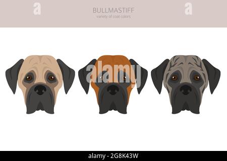 Bullmastiff Clipart. Verschiedene Fellfarben und Posen eingestellt. Vektorgrafik Stock Vektor