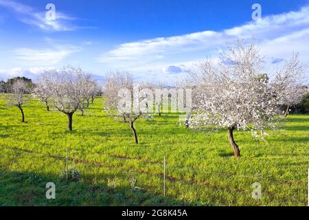 Mandelblüte im Frühjahr auf der Insel Mallorca oder Mallorca, Balearen, Mittelmeer. Stockfoto