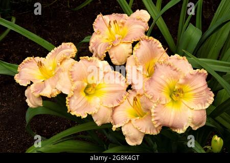 Schönheit in der Natur. Sechs farbenfrohe Taglilienblüten mit weichen rosa Blütenblättern, stark gekräuselten Rändern und gelb-grüner Kehle. Hemerocallis „Belle Cook“. Stockfoto