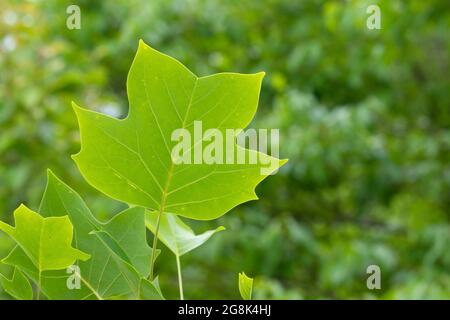 American Tulpenbaum (Liriodendron tulipifera) Blatt, Clifty Canyon State Park, Indiana Stockfoto