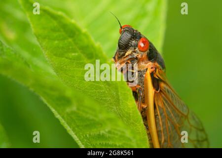 Cicada, Clifty Canyon State Park, Indiana Stockfoto