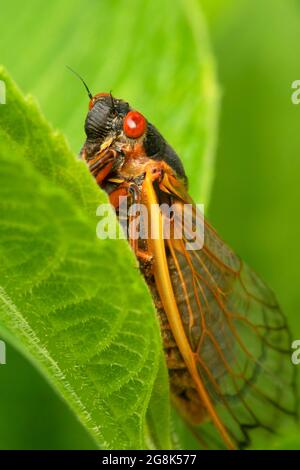 Cicada, Clifty Canyon State Park, Indiana Stockfoto