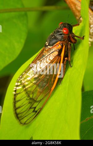 Cicada, Clifty Canyon State Park, Indiana Stockfoto