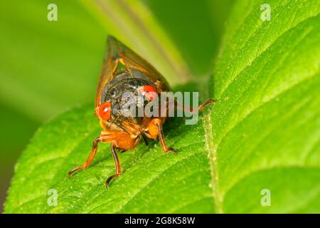 Cicada, Clifty Canyon State Park, Indiana Stockfoto