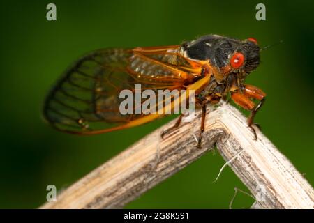 Cicada, Clifty Canyon State Park, Indiana Stockfoto