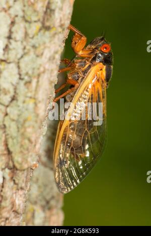 Cicada, Clifty Canyon State Park, Indiana Stockfoto