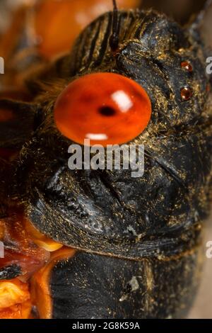 Cicada, Clifty Canyon State Park, Indiana Stockfoto