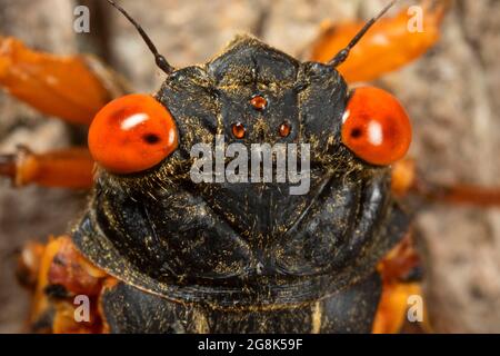 Cicada, Clifty Canyon State Park, Indiana Stockfoto