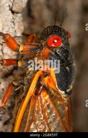 Cicada, Clifty Canyon State Park, Indiana Stockfoto