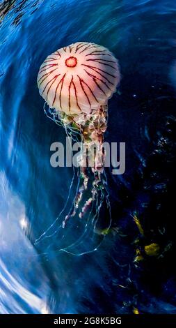 Kompassqualle, Chrysaora hysoscella, Schwimmen in der Grafschaft Donegal - Irland. Stockfoto