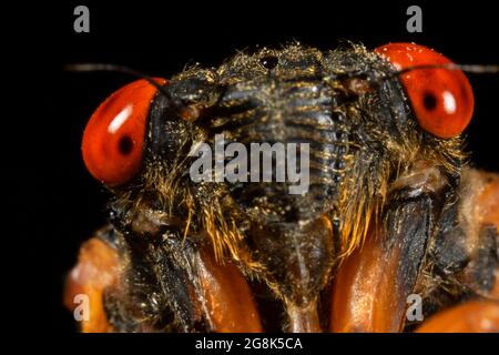 Cicada, Clifty Canyon State Park, Indiana Stockfoto