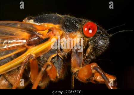 Cicada, Clifty Canyon State Park, Indiana Stockfoto