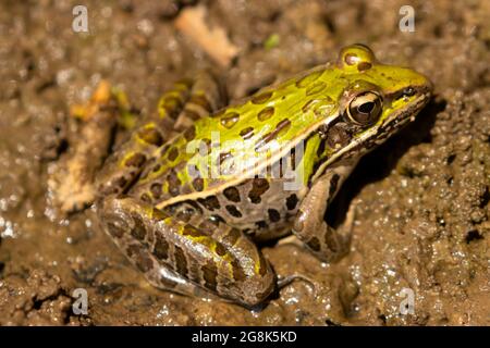 Northern Leopard Frog (Lithobates piens), Muscatatuck National Wildlife Refuge, Indiana Stockfoto