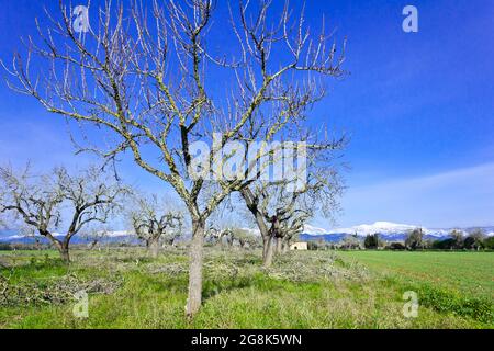 Feld mit blattlosen Bäumen im februar im Zentrum von Mallorca oder Mallorca, schneebedeckte Serra de Tramuntana im Hintergrund. Stockfoto