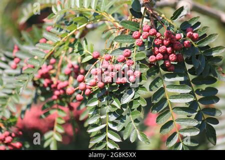 Sorbus vilmorinii in Wageningen, Niederlande Stockfoto