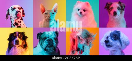 Kunstcollage aus lustigen Hunden verschiedener Rassen und Anmut Katze Sphinx auf bunten Studiohintergrund in Neonlicht. Stockfoto