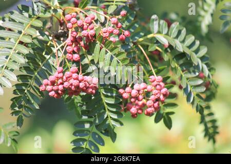 Sorbus vilmorinii in Wageningen, Niederlande Stockfoto