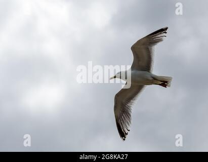 Seagull, Deutschland. Laridae ist eine Familie von Seevögeln in der Ordnung Charadriiformes, die Möwen, Seeschwalben und Skimmern umfasst Stockfoto