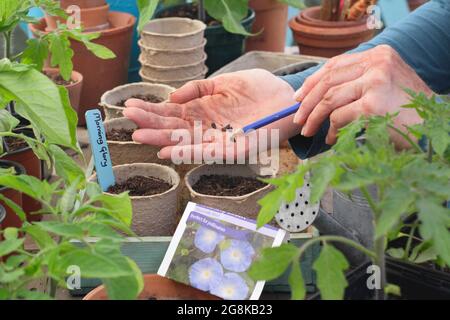 Einjährige Aussaat. Frau sät Morning Glory - Ipomoea tricolor 'Heavenly Blue' - in biologisch abbaubare Fasertöpfe.UK Stockfoto