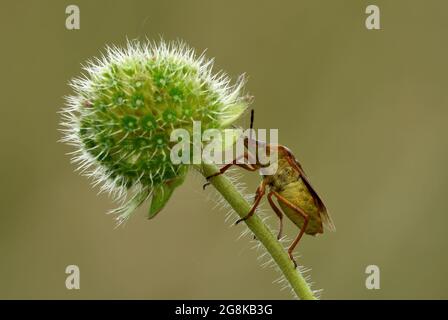 Schildwanzen, die in der Abenddämmerung auf einer stacheligen Wiesenpflanze ruhen. Seitenansicht, Nahaufnahme. Unscharfer Hintergrund. Gattungsart Carpocoris fuscispinus. Stockfoto