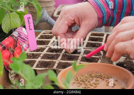 Aussaat von Samen. Frau, die im Frühjahr Rote Beete-Samen - Beta vulgaris Boltardy - in biologisch abbaubare, modulare Blumentöpfe aussät. VEREINIGTES KÖNIGREICH Stockfoto