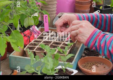 Aussaat von Samen. Frau, die im Frühjahr Rote Beete-Samen - Beta vulgaris Boltardy - in biologisch abbaubare, modulare Blumentöpfe aussät. VEREINIGTES KÖNIGREICH Stockfoto