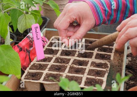 Aussaat von Samen. Frau, die im Frühjahr Rote Beete-Samen - Beta vulgaris Boltardy - in biologisch abbaubare, modulare Blumentöpfe aussät. VEREINIGTES KÖNIGREICH Stockfoto