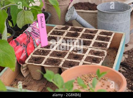 Aussaat von Samen. Biologisch abbaubare, modulare Fasertöpfe, die im Frühjahr Rote Beete Samen - Beta vulgaris Boltardy - aufnehmen können. VEREINIGTES KÖNIGREICH Stockfoto