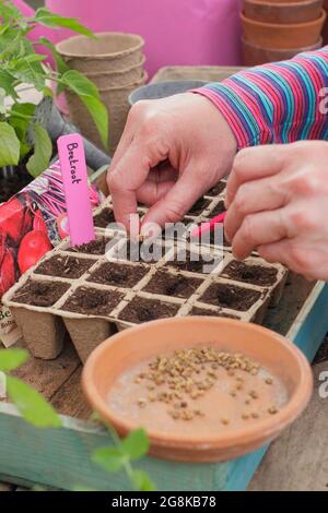 Aussaat von Samen. Frau, die im Frühjahr Rote Beete-Samen - Beta vulgaris Boltardy - in biologisch abbaubare, modulare Blumentöpfe aussät. VEREINIGTES KÖNIGREICH Stockfoto