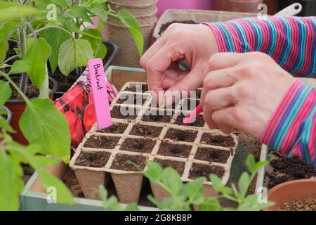 Aussaat von Samen. Frau, die im Frühjahr Rote Beete-Samen - Beta vulgaris Boltardy - in biologisch abbaubare, modulare Blumentöpfe aussät. VEREINIGTES KÖNIGREICH Stockfoto