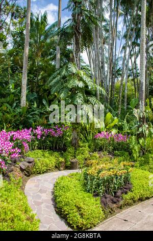 Blick auf den Garten des Orchid National Garden in den botanischen Gärten Singapurs. Mit über 1000 Arten und 2000 Hybriden auf dem Display. Stockfoto