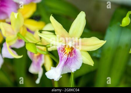 Der Miltonia Sunset ist ein sympodialer Epiphyt-Orchideenhybrid, eine Kreuzung zwischen der Art Miltonia regnellii und dem Hybrid Miltonia Goodale Moir. Stockfoto