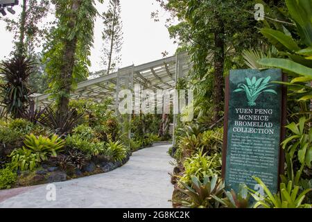 Die Yuen Peng McNeice Bromeliad Collection ist Teil des Tropical Montane Orchidetums im National Orchid Garden im Botanischen Garten. Stockfoto