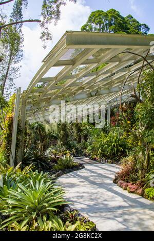 Die Yuen Peng McNeice Bromeliad Collection ist Teil des Tropical Montane Orchidetums im National Orchid Garden im Botanischen Garten. Stockfoto