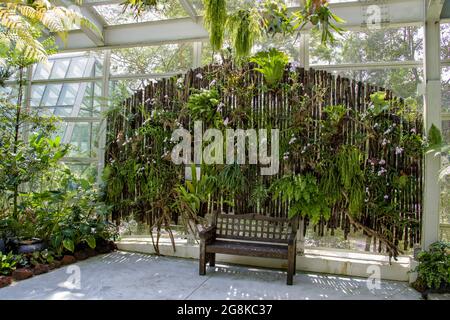 Die Yuen Peng McNeice Bromeliad Collection ist Teil des Tropical Montane Orchidetums im National Orchid Garden im Botanischen Garten. Stockfoto