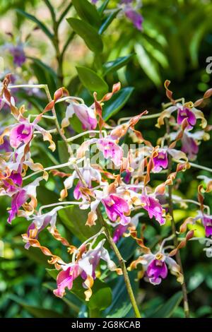 Orchidee Dendrobium Narendra Modi (Dendrobium Hai Sing x Dendrobium Kovalas) ist nach Narendra Modi, dem Premierminister der republik Indien, benannt Stockfoto