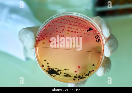 Bakterienkolonien von Salmonellen auf selektivem Agar mit mittlerer Platte halten in der Hand Stockfoto